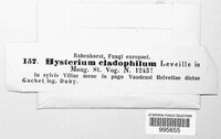 Hysterium cladophilum image